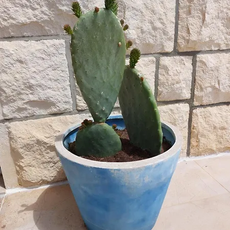 بيت ضيافة Luka