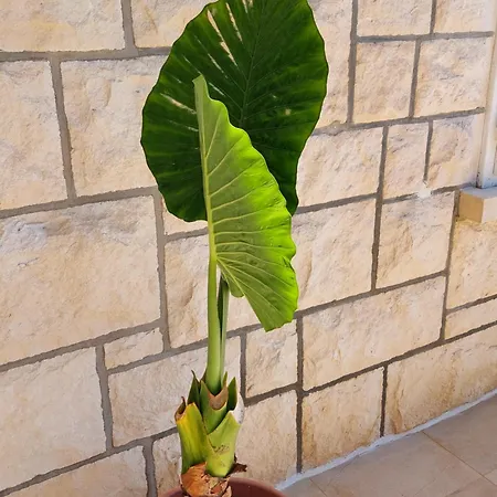 Luka 게스트하우스 흐바르