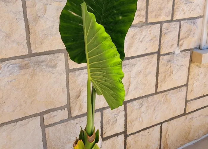 Luka Pensjonat Hvar Town